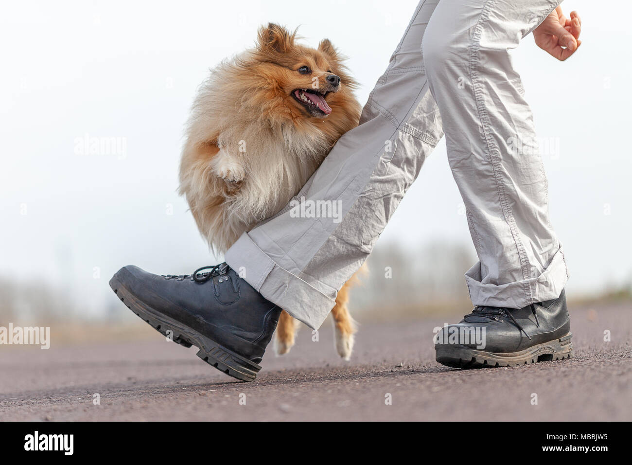 Menschliche Züge springt über Beine und einen Shetland Sheepdog Stockfoto