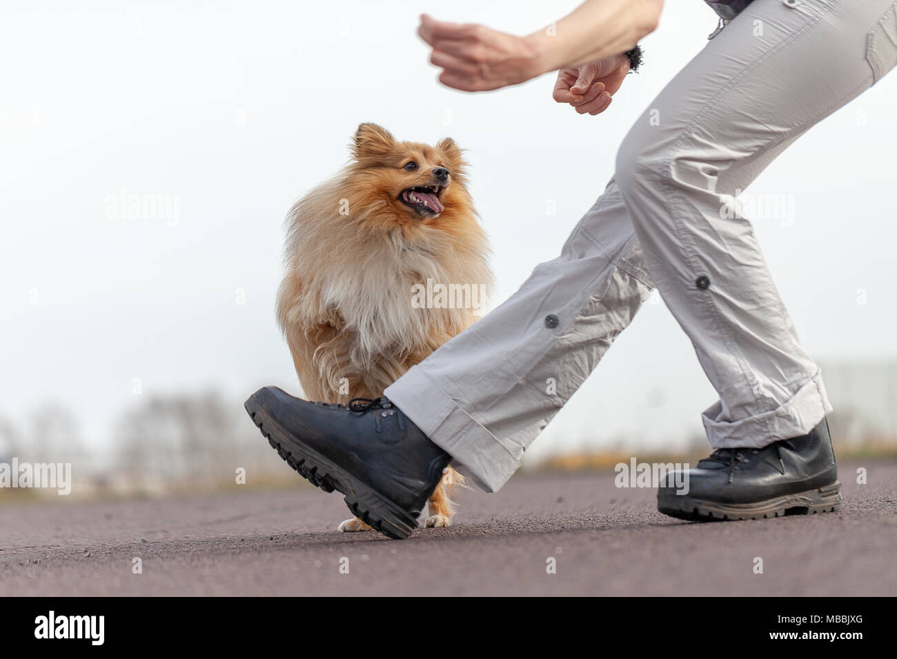 Menschliche Züge springt über Beine und einen Shetland Sheepdog Stockfoto