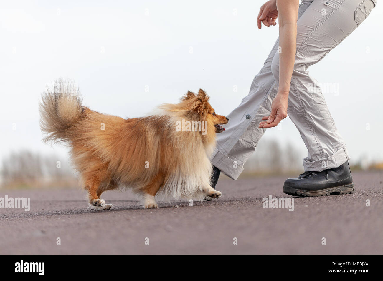 Menschliche Züge springt über Beine und einen Shetland Sheepdog Stockfoto