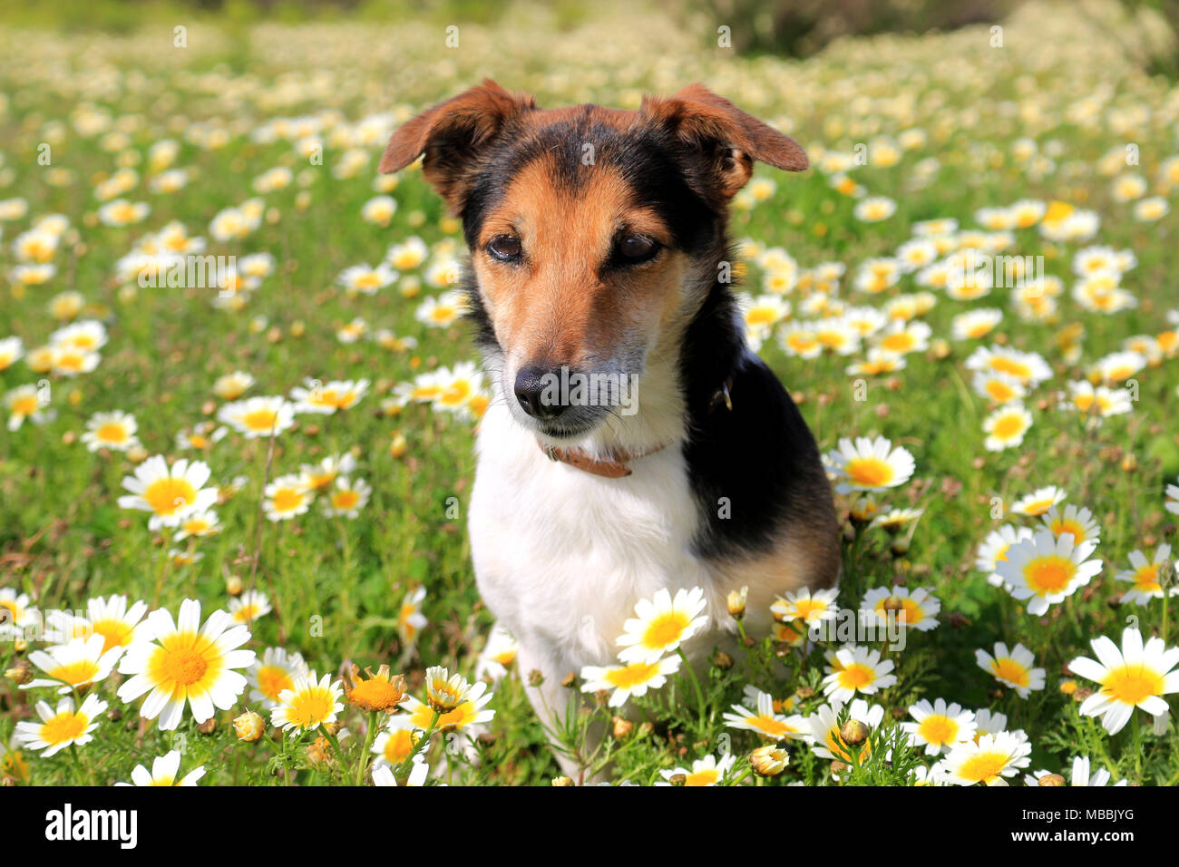 Jack Russell Hund sitzen auf einer Wiese mit Gänseblümchen Stockfoto