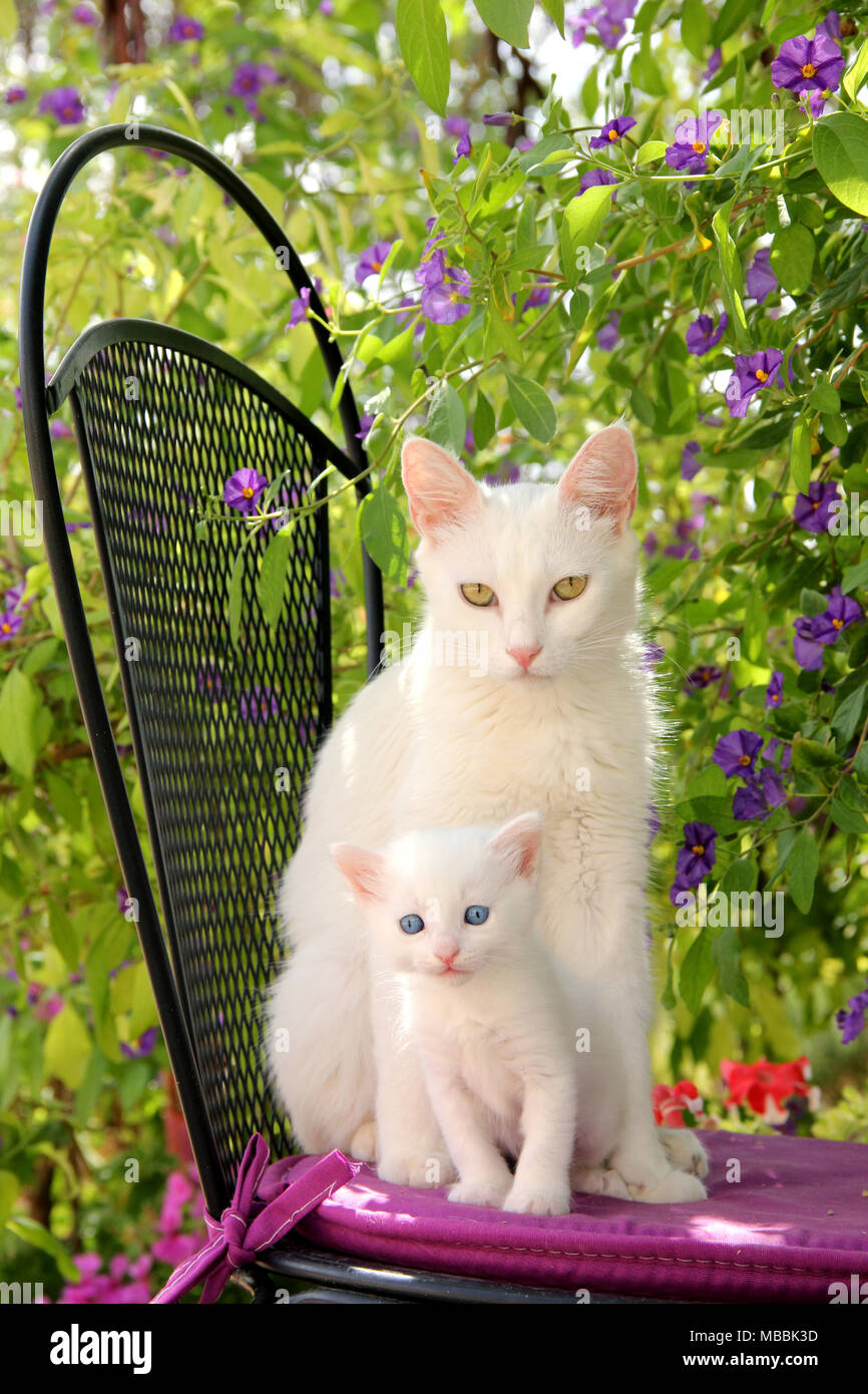 Weiße Katzen, Mutter und Kind, 4 Wochen alt, auf einem Stuhl sitzend Stockfoto