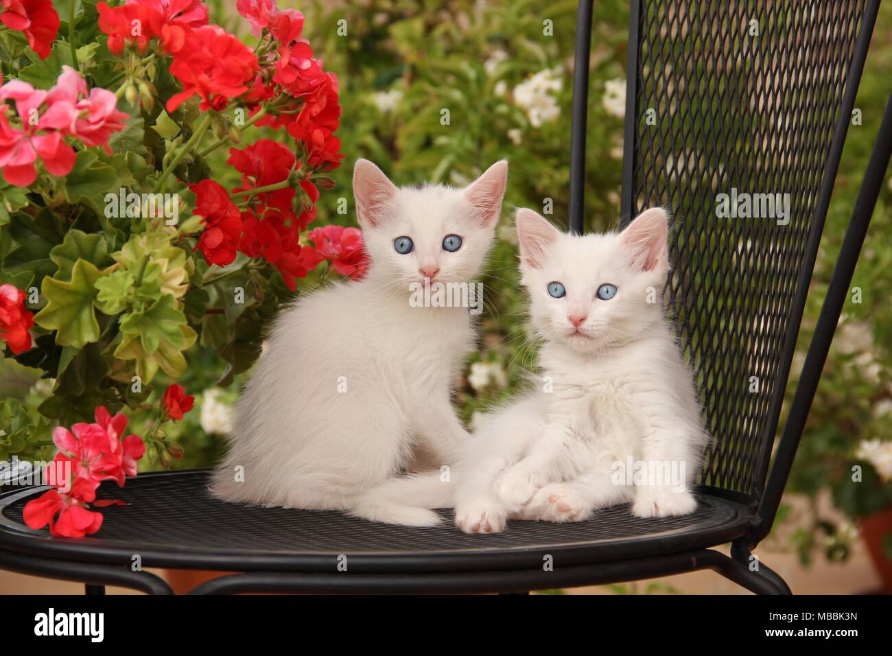 Zwei weiße Kätzchen saß auf einem Stuhl vor der Geranium Stockfoto