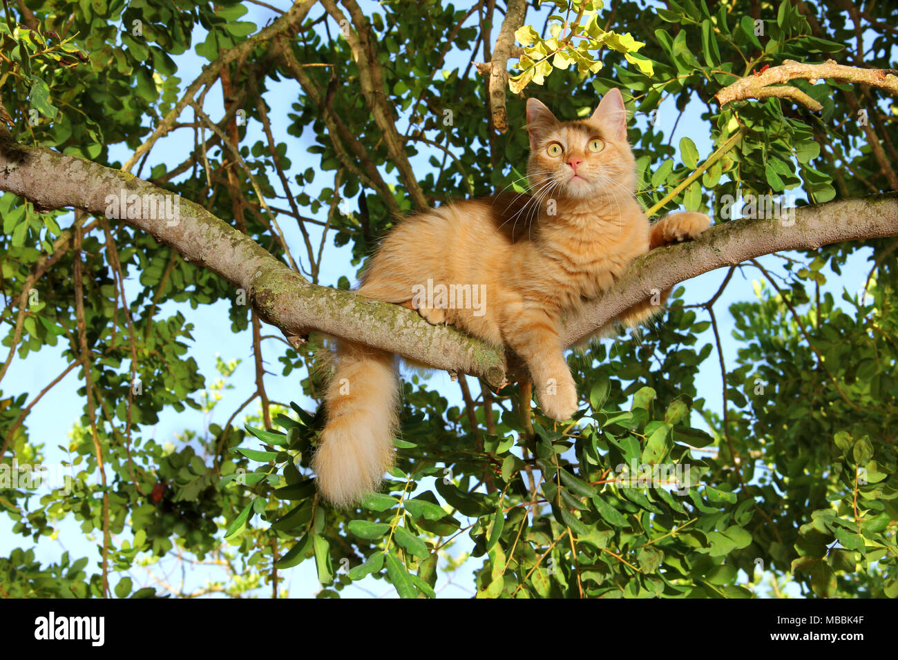 Hauskatze, Ingwer, der lag auf einem Zweig der Johannisbrotbaum Stockfoto