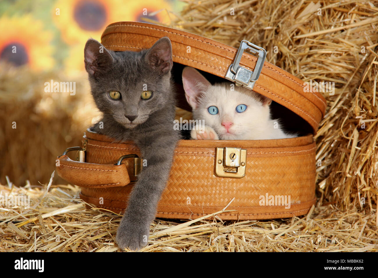 Zwei süße Kätzchen, Blau und Weiß, in einem Korb sitzen Stockfoto