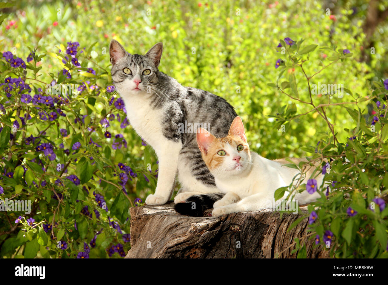 Zwei Katzen sitzen, liegen auf einem Baumstamm Stockfoto