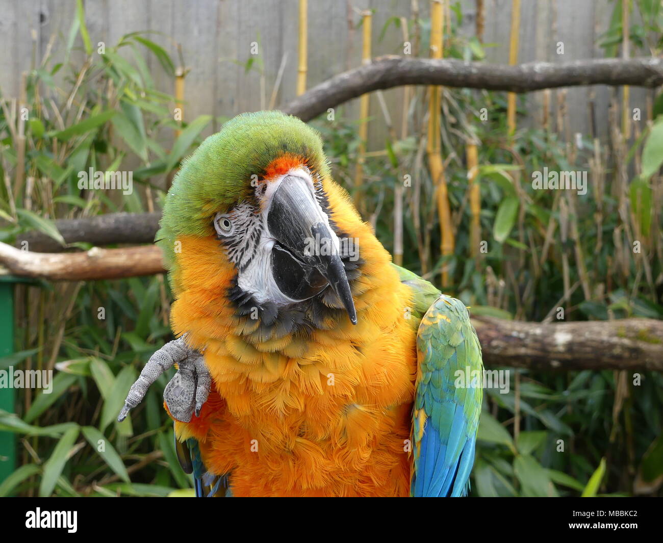 Ara Papagei, mit Fuß und Kopf schräg Stockfoto