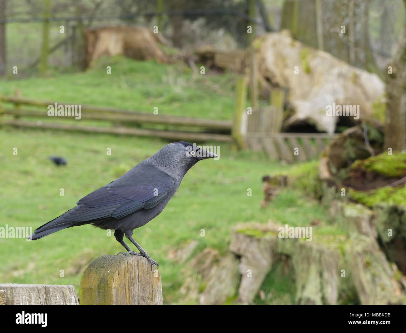 Eine Dohle sitzt auf einem zaunpfosten um Stockfoto