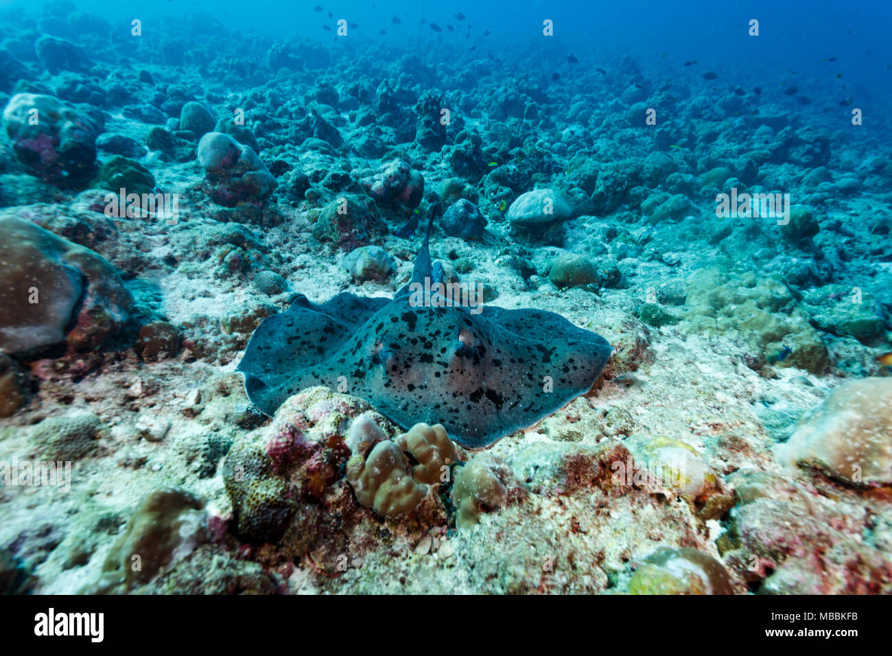 Riesige beschmutzt, Stingray, Taeniurops meyeni, ruht auf Coral Reef Stockfoto