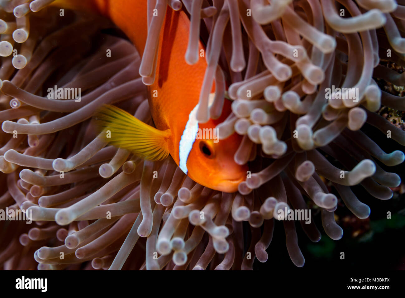 Clownfisch, ein Anemonenfisch, versteckt in seeanemone Tentakel Stockfoto