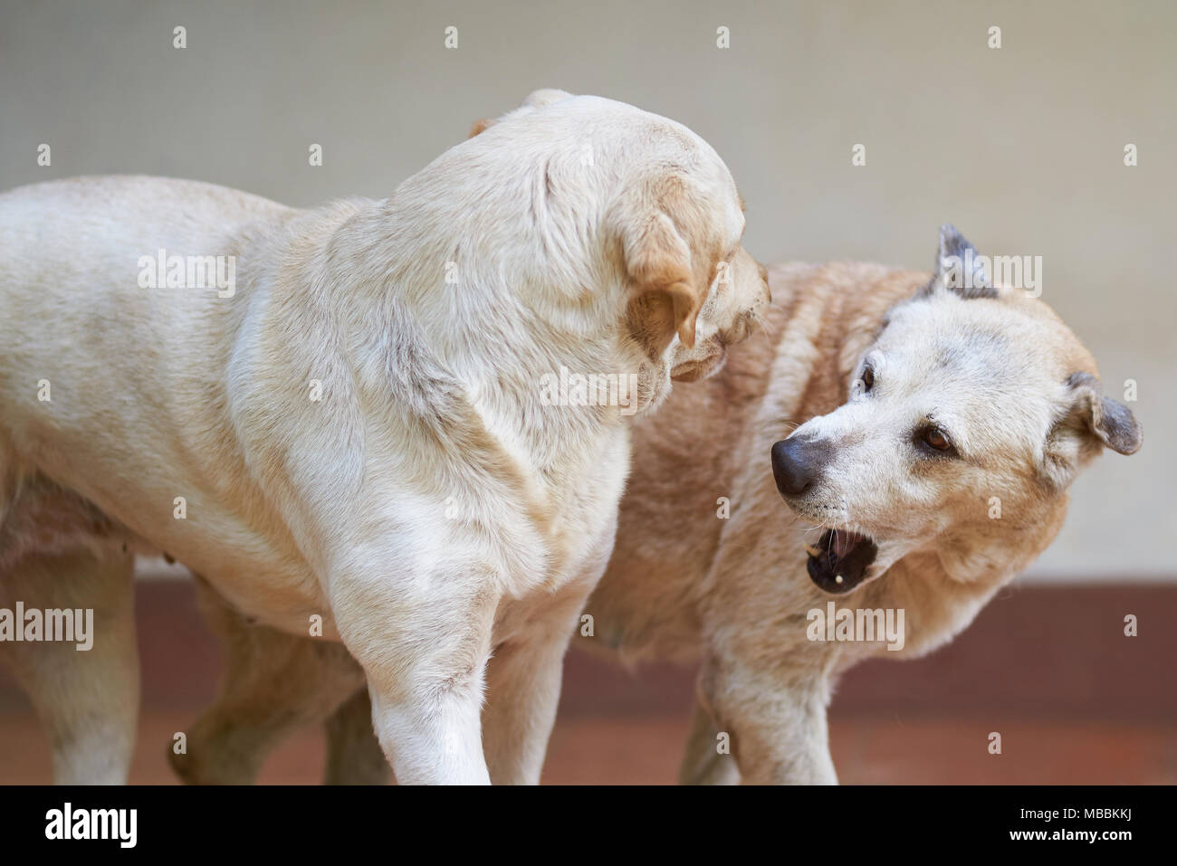 Zwei Hund spielen kämpfen. Agressive zwei Hunde versuchen, einander zu beißen Stockfoto