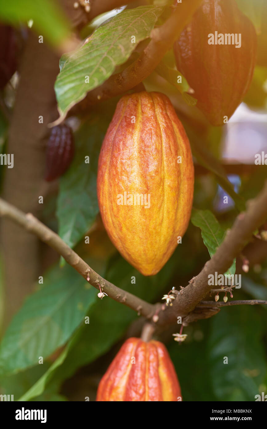 Cocoa Fruits Theobroma Cacao Stockfotos & Cocoa Fruits Theobroma Cacao