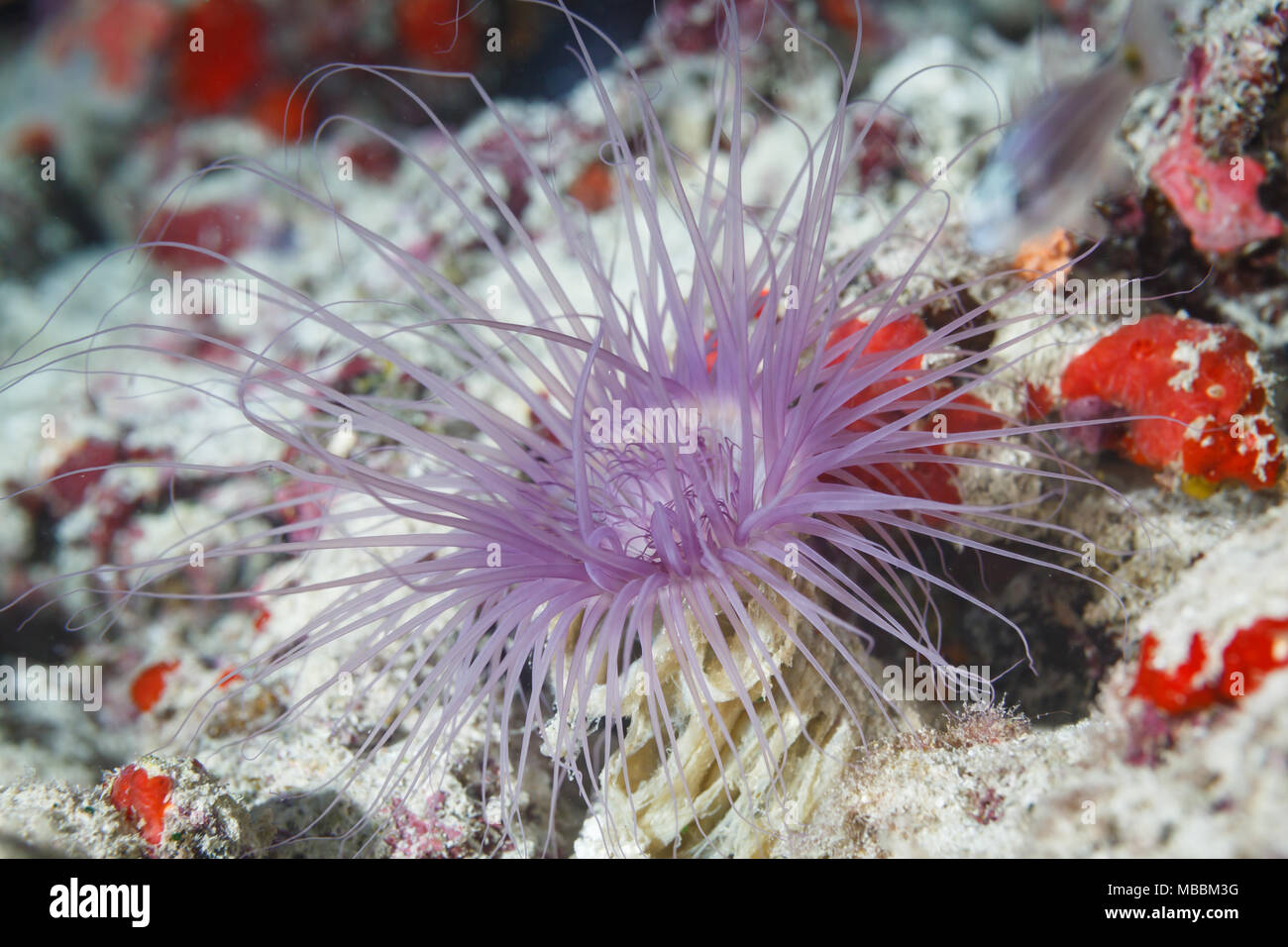 Nahaufnahme des langen lila Fütterung Polypen Fangarme der Koralle Stockfoto