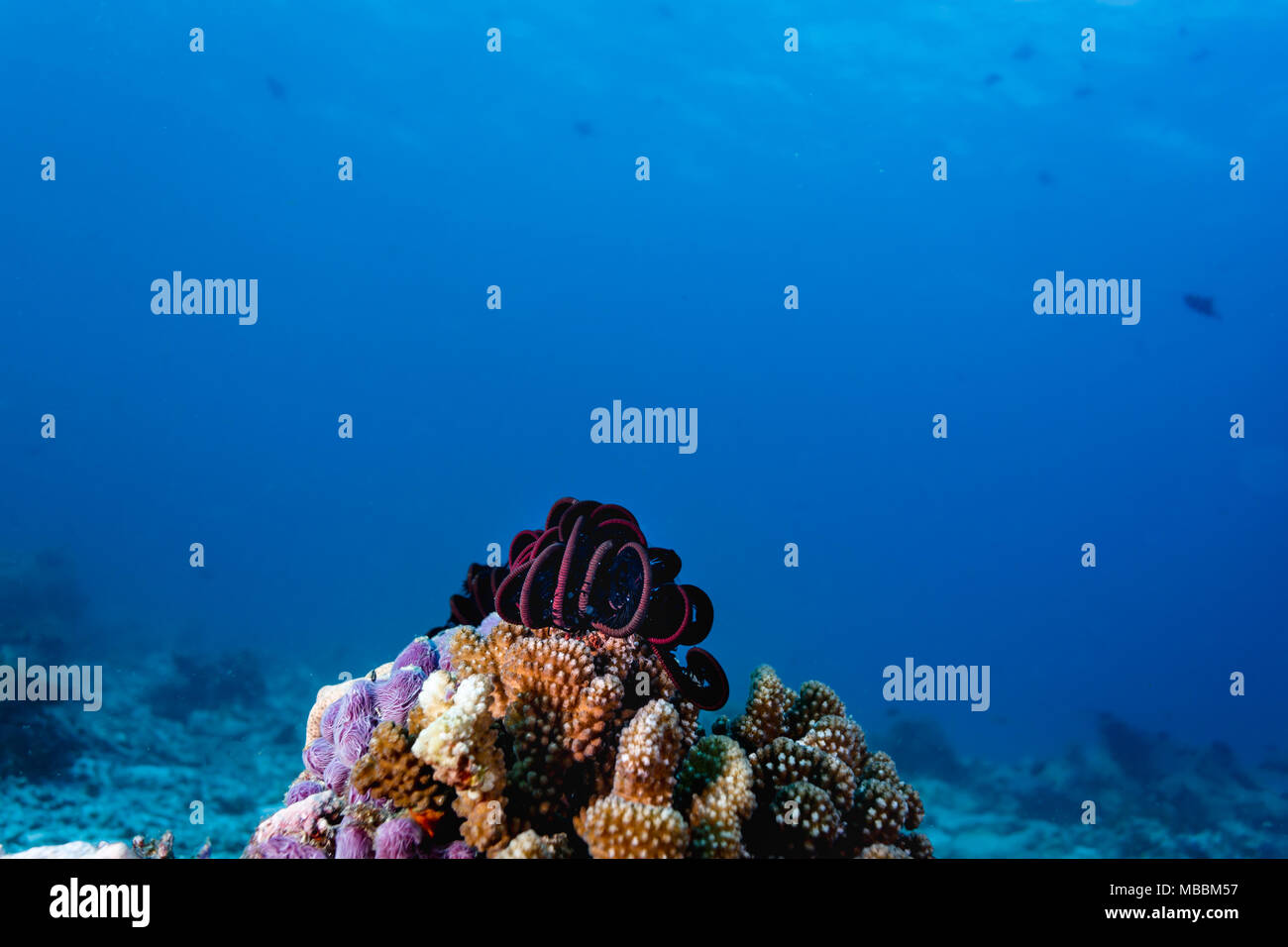 Große prallte feather Coral sitzt oben auf große Korallenblöcke Bergspitze mit blauen Meer im Hintergrund Stockfoto