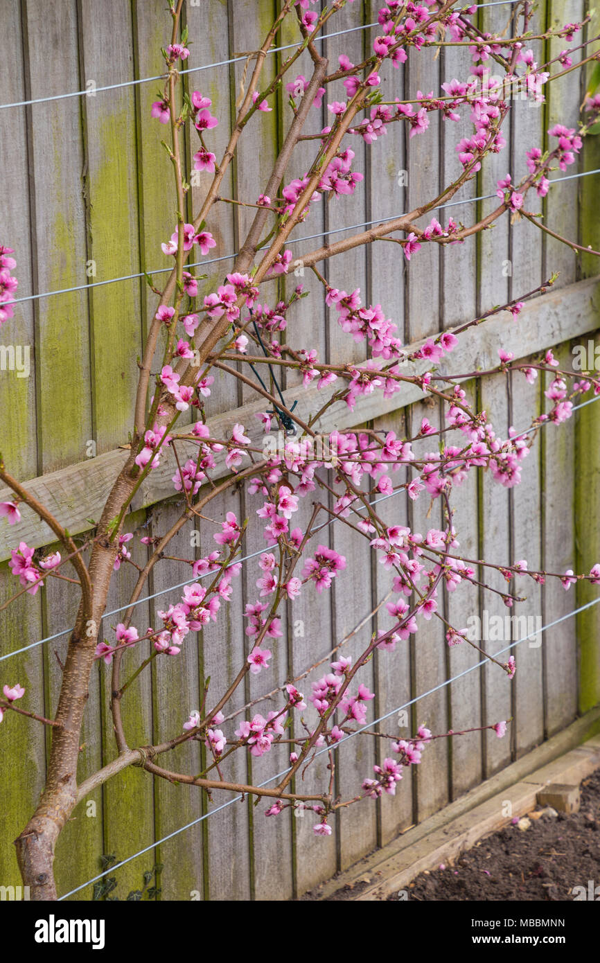 Ventilator ausgebildet Pfirsich "Rochester" mit Spring Blossom Stockfoto