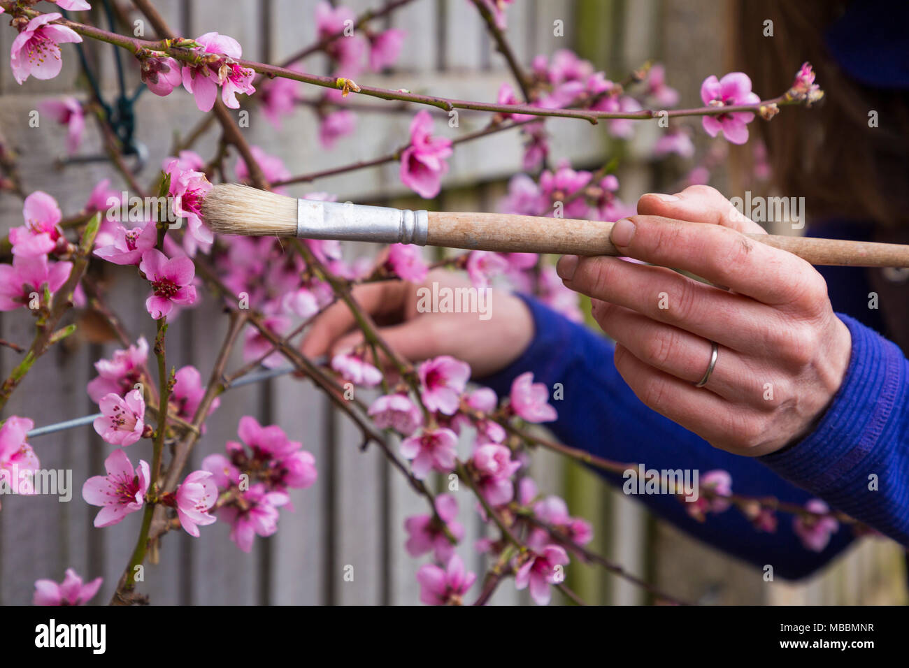 Manuelle Bestäubung einen Ventilator ausgebildet Pfirsich "Rochester" Stockfoto