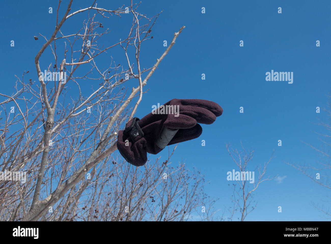 Eine verlorene und gefundene Handschuh auf einen gesprenkelten Erle klemmt, Alnus Arcana, auf einem Snowmobile Trail in den Adirondack Mountains, NY USA mit einem blauen Himmel. Stockfoto