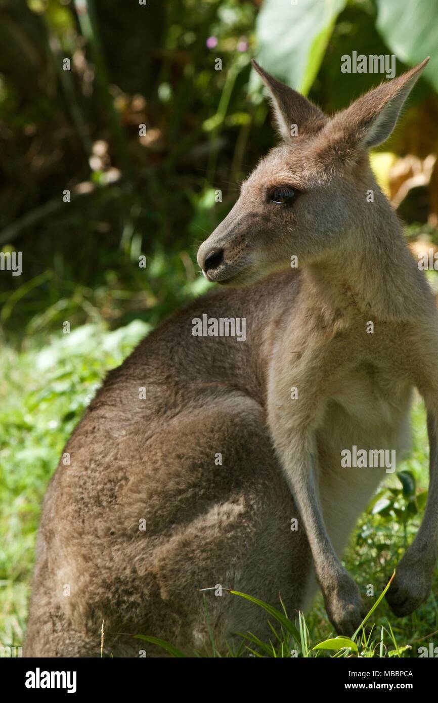 Kangaroo portrait Stockfoto