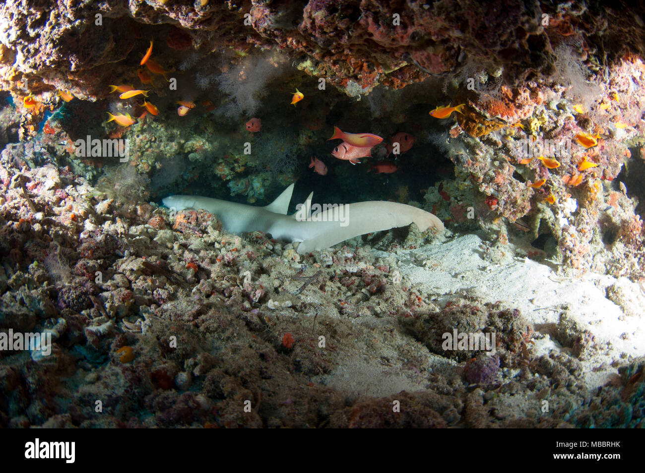 Ammenhai schlafend in einer Höhle in Malediven Stockfoto