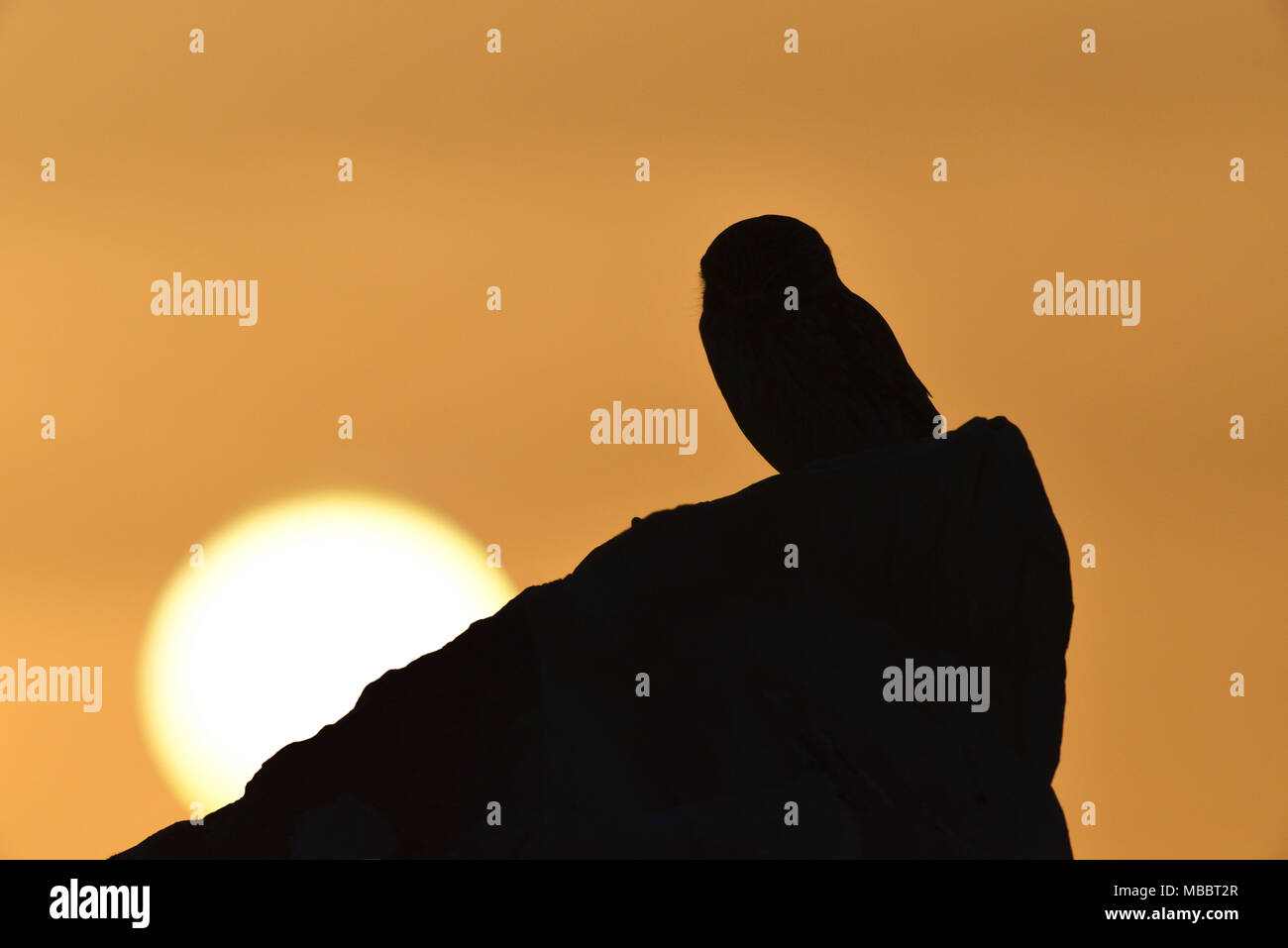 Lilith Steinkauz - Athene noctua lilith Stockfoto
