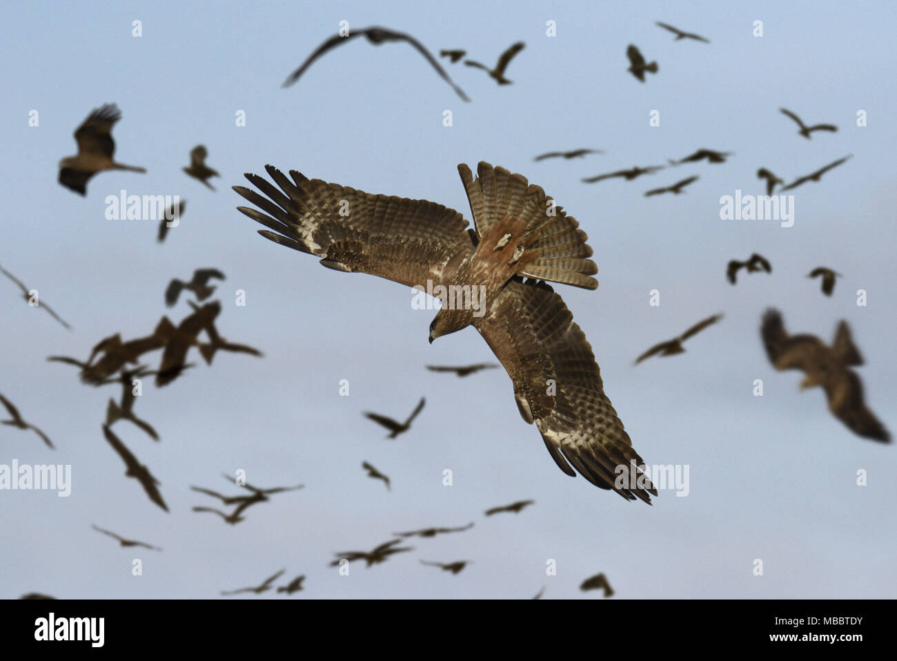 Schwarzmilan - Milvus migrans Stockfoto