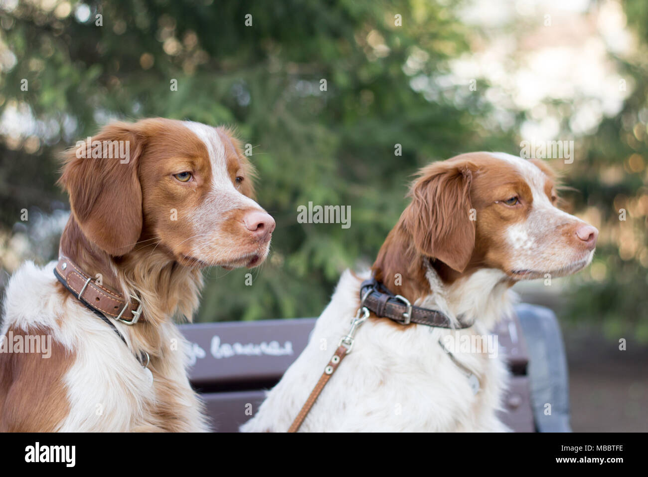 Cocker spaniels sitzen auf dem Zweig in den Park. Süße Hunde auf der Suche nach rechts. Stockfoto