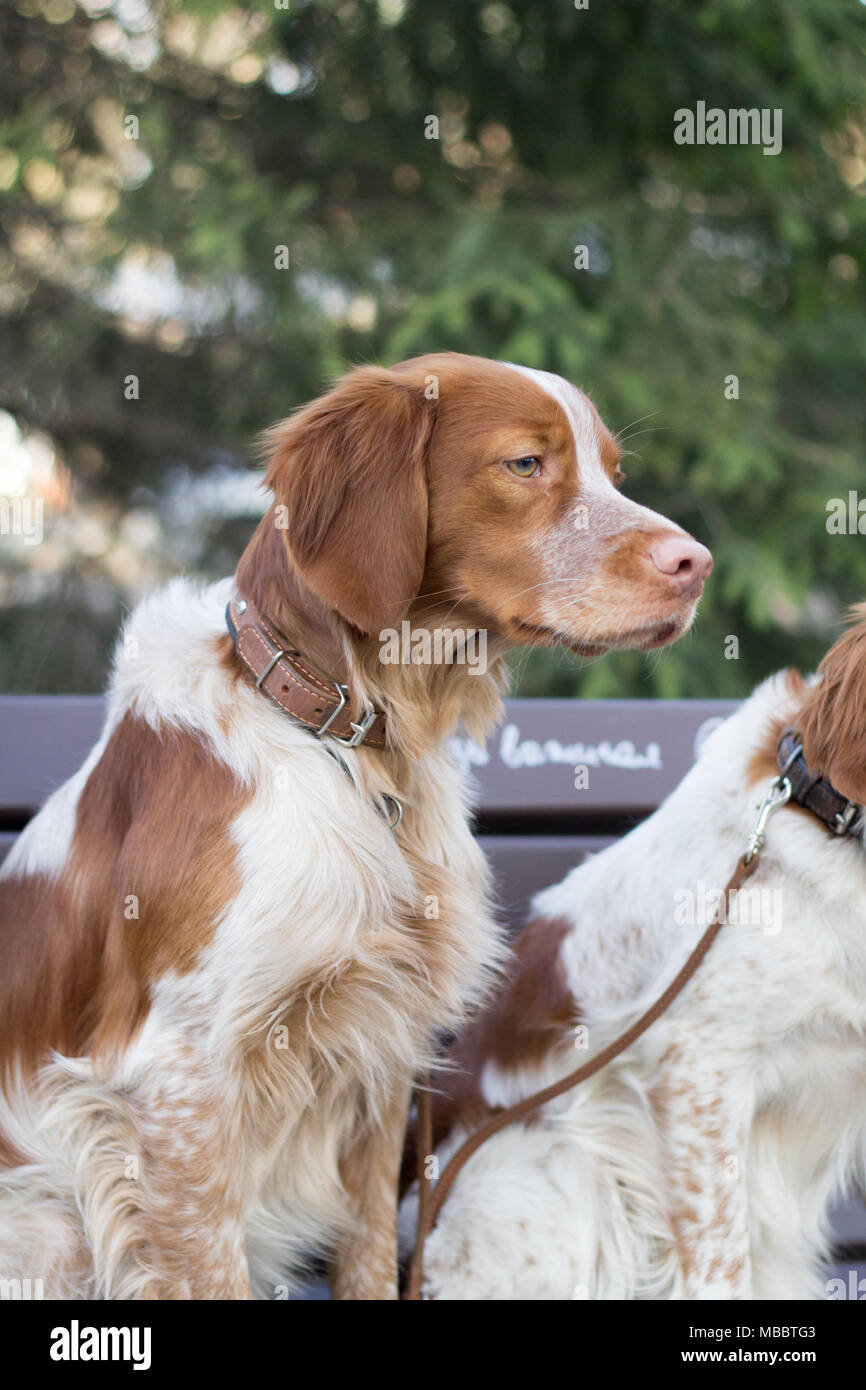 Cocker spaniels sitzen auf dem Zweig in den Park. Süße Hunde auf der Suche nach rechts. Stockfoto