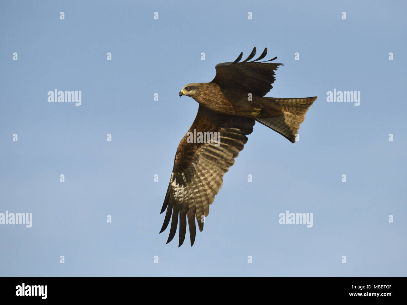 Schwarzmilan - Milvus migrans Stockfoto