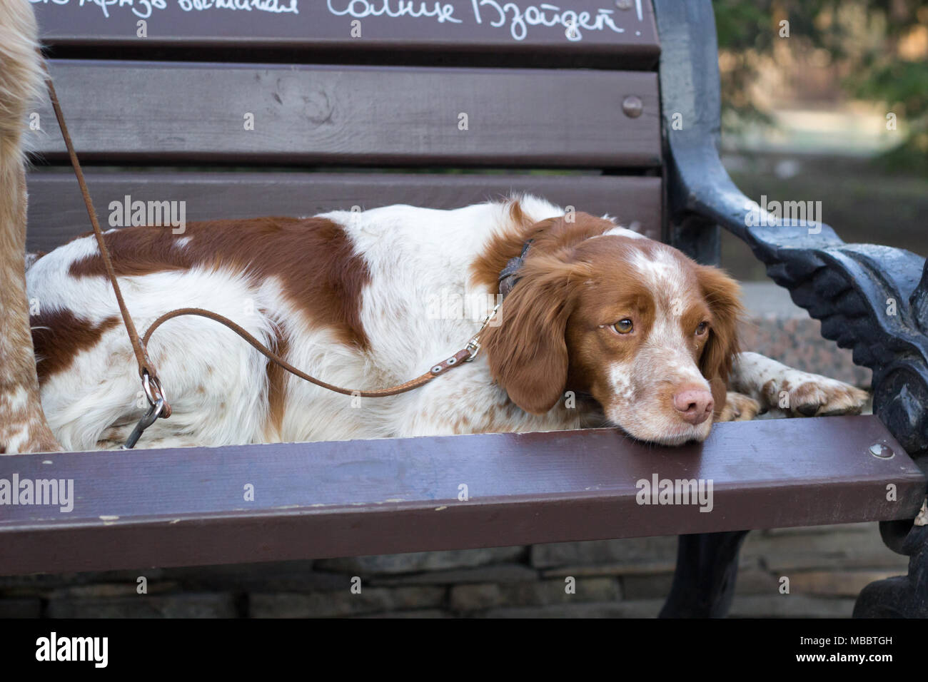 Cocker spaniels sitzen auf dem Zweig in den Park. Süße Hunde auf der Suche nach rechts. Stockfoto