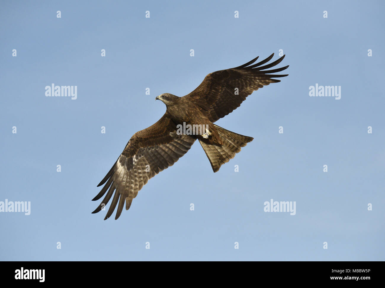 Schwarzmilan - Milvus migrans Stockfoto