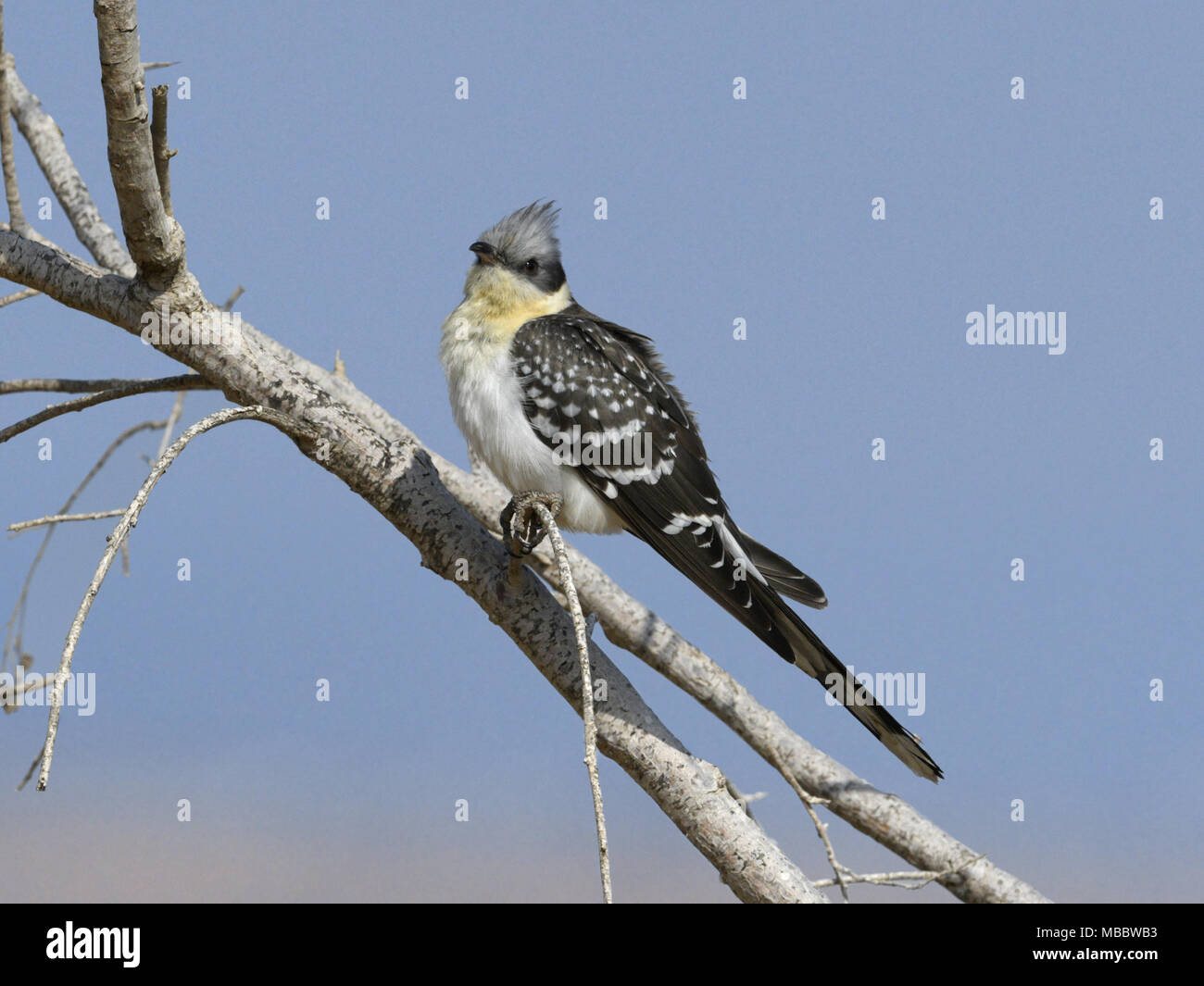 Große Clamator glandarius beschmutzt Kuckucksuhr Stockfoto