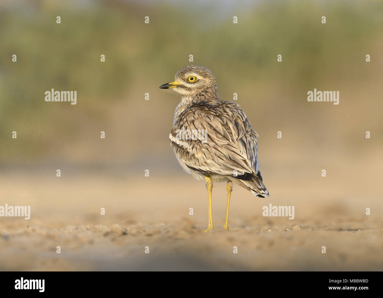 Stein - Burhinus oedicnemus Curlew Stockfoto