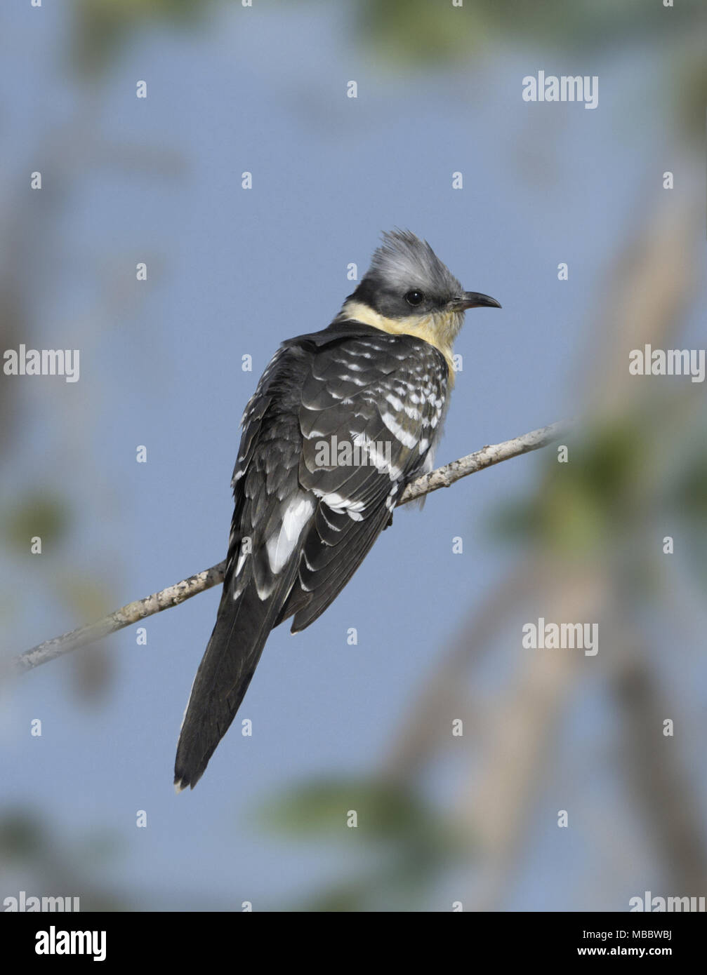 Große Clamator glandarius beschmutzt Kuckucksuhr Stockfoto