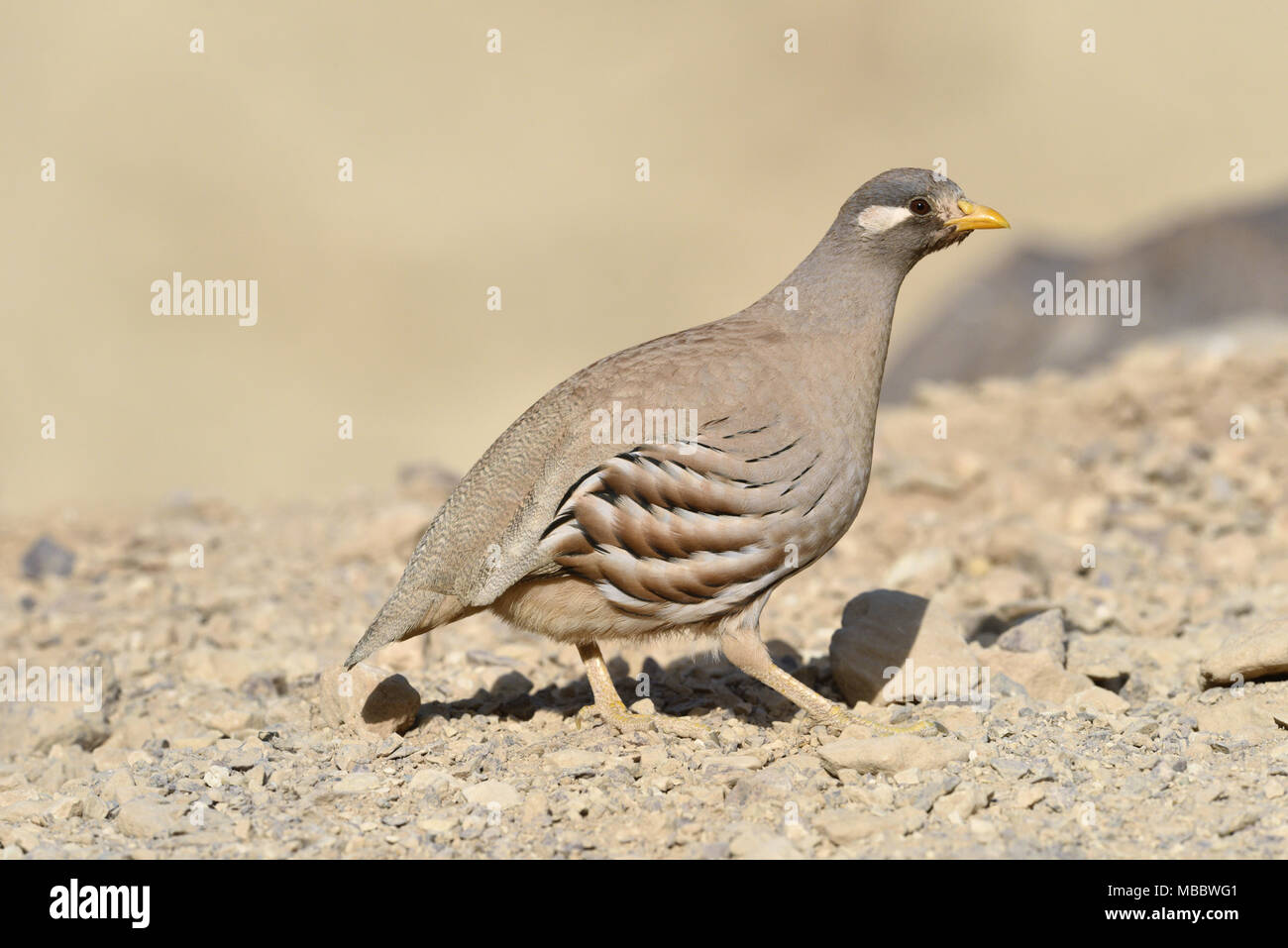 Sand Partridge - Ammoperdix heyi Stockfoto