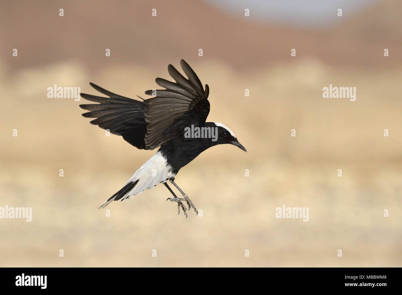 Weiß-gekrönter schwarzer Steinschmätzer - Oenanthe leucopyga Stockfoto