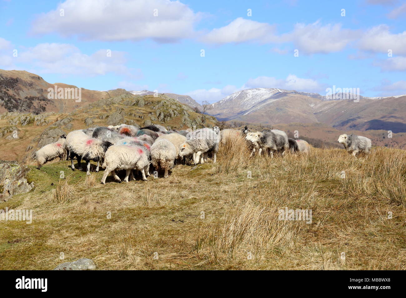 Feeding Frenzy. Schafe auf den Cumbrian Fells sammeln zu füttern vor aufgerundet wird. Schnee ist auf den höheren Helvellyn Bereich in der Ferne. Stockfoto