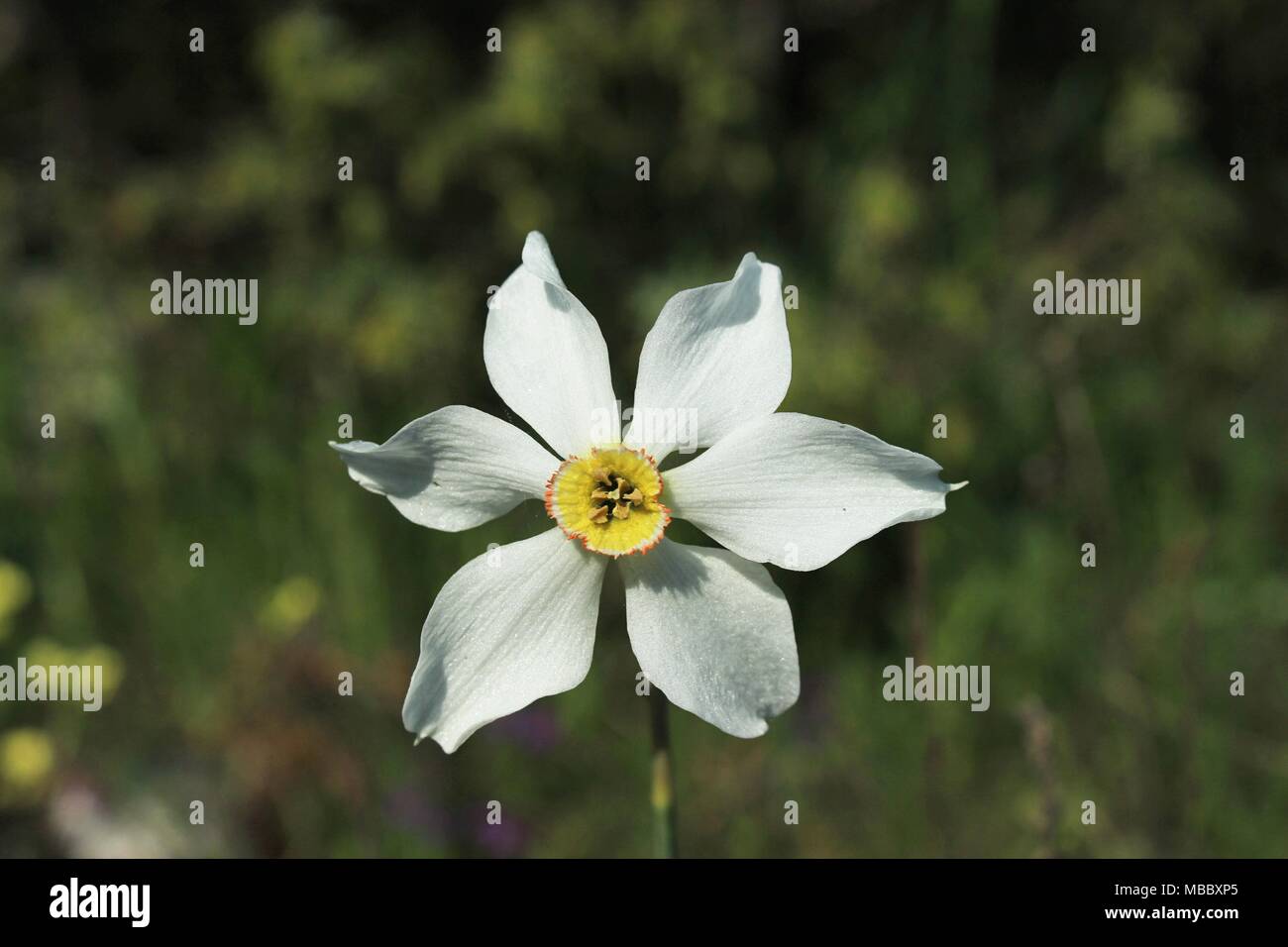 Einzelne weiße Blume der Wilden Narzisse auf der Wiese Stockfoto