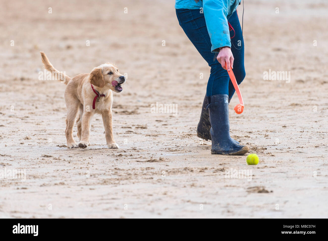 Ein Golden Retriever Welpen spielen mit seinem Besitzer an einem Strand. Stockfoto