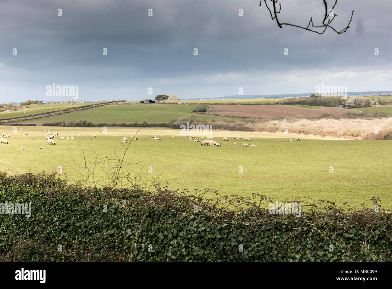 Schafe in einem Feld auf einem Bauernhof in Cornwall. Stockfoto