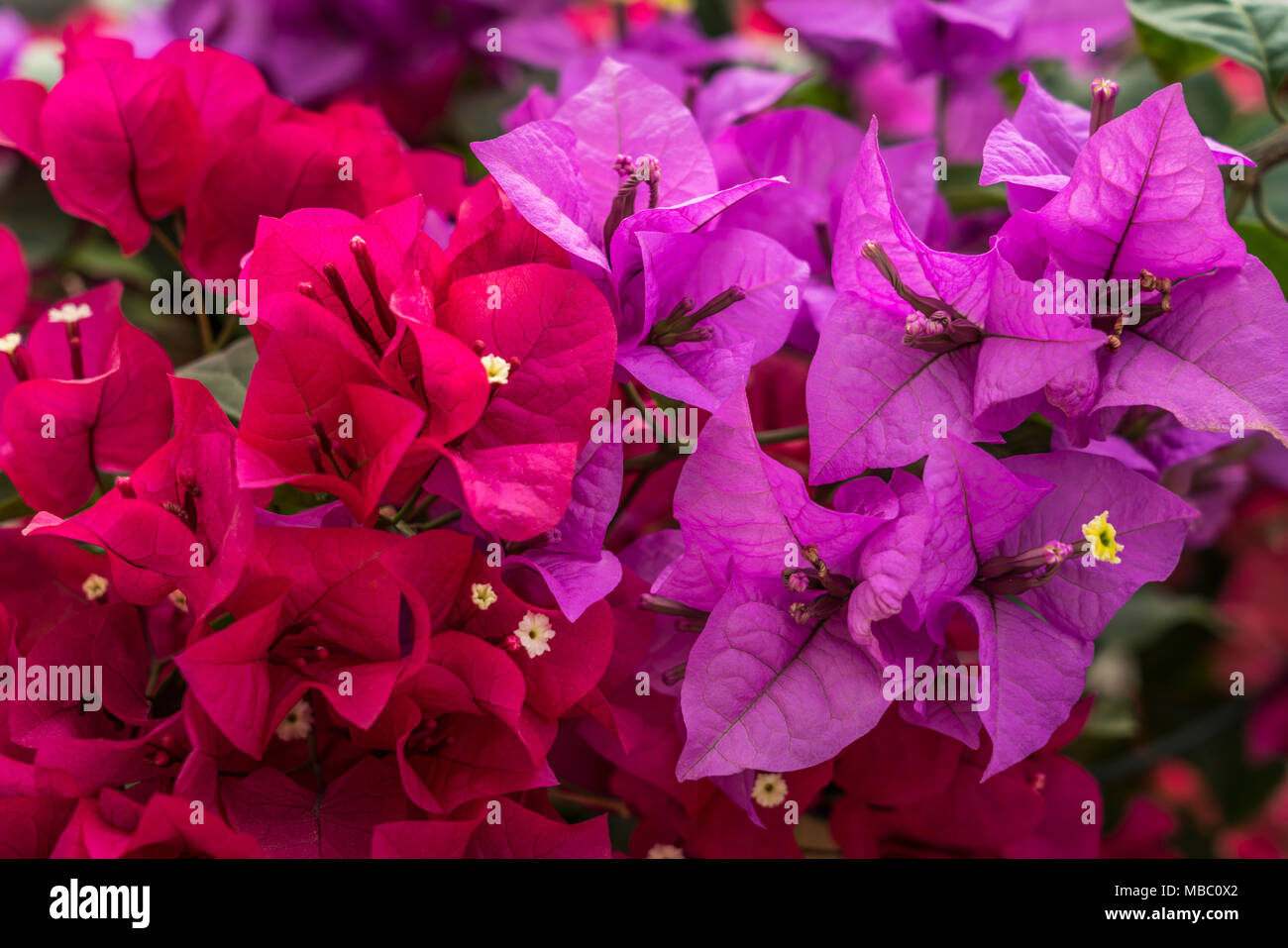 Tropische Bougainvillea Blüten in Al Barsha, Dubai, Vereinigte Arabische Emirate, Naher Osten. Stockfoto