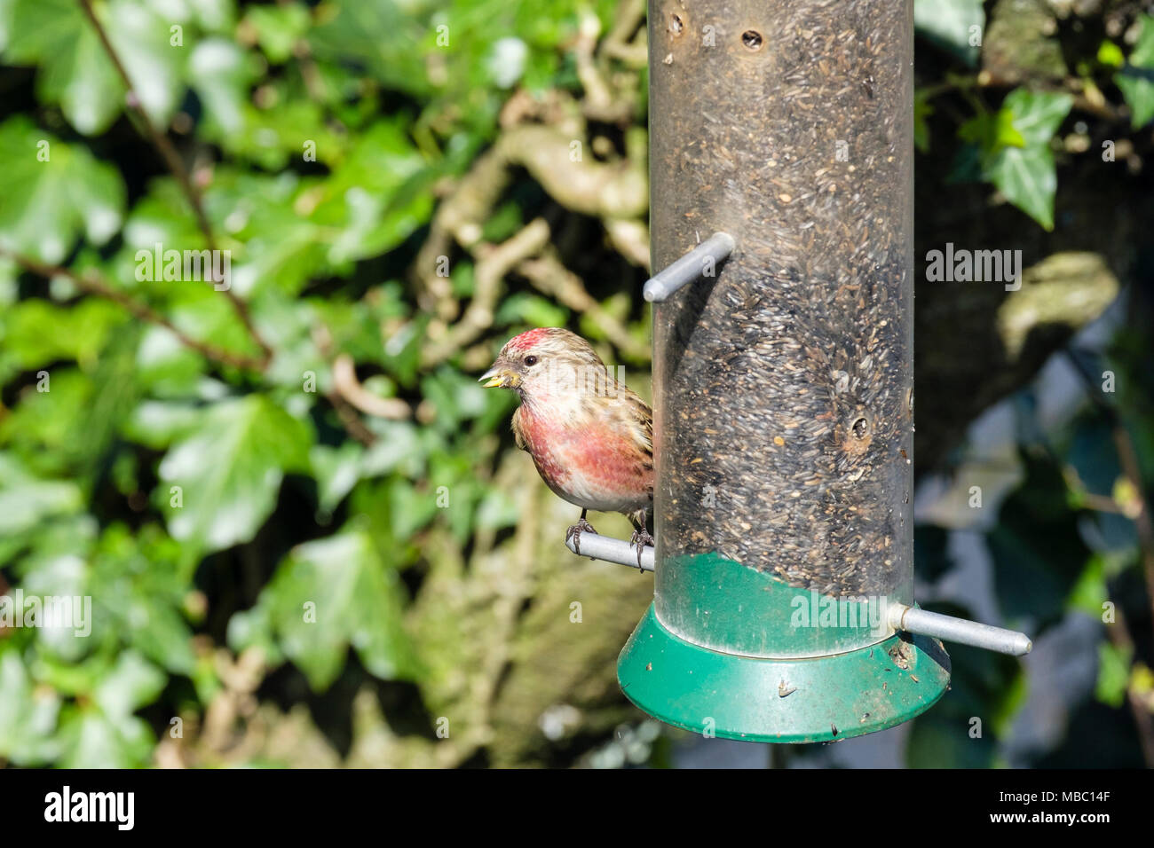 Bunte männlichen Gemeinsame Hänfling (Carduelis cannabina) Finch im Frühjahr Federkleid eines Garten Vogelfutter Zubringer in eine Hecke. Wales, Großbritannien, Großbritannien Stockfoto