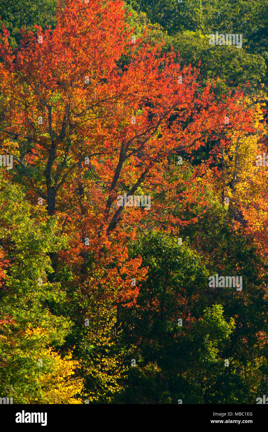 Herbst Wald, Gay City State Park, Connecticut Stockfoto