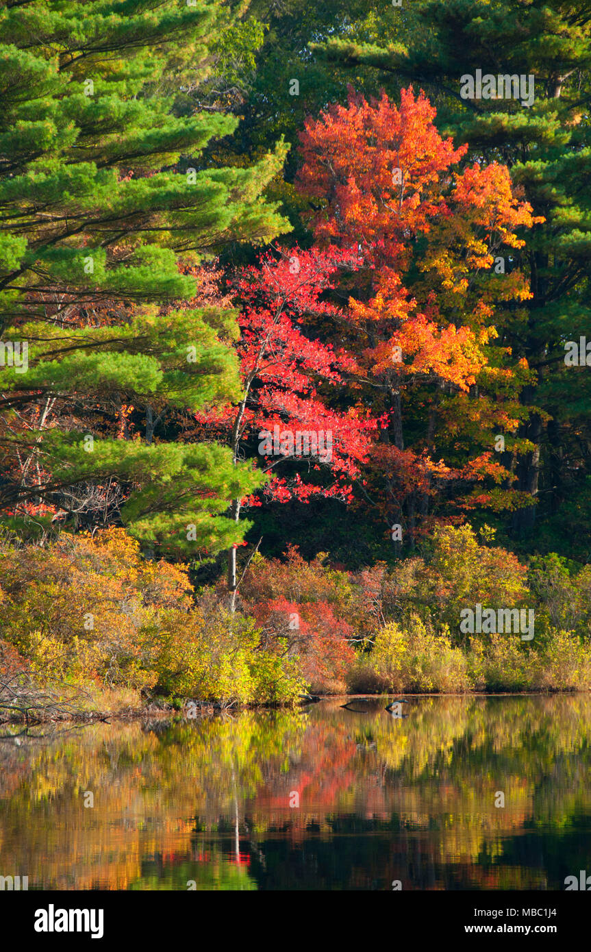 Morey Teich, Nipmuck State Forest, Connecticut Stockfoto
