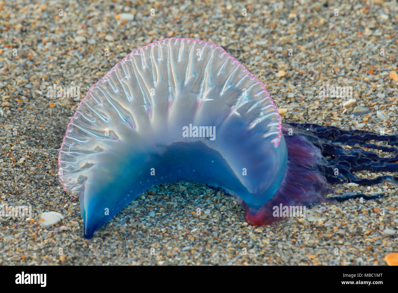 Portugiesische Man o' War (Physalia Physalis), Hobe Sound National Wildlife Refuge, Florida Stockfoto