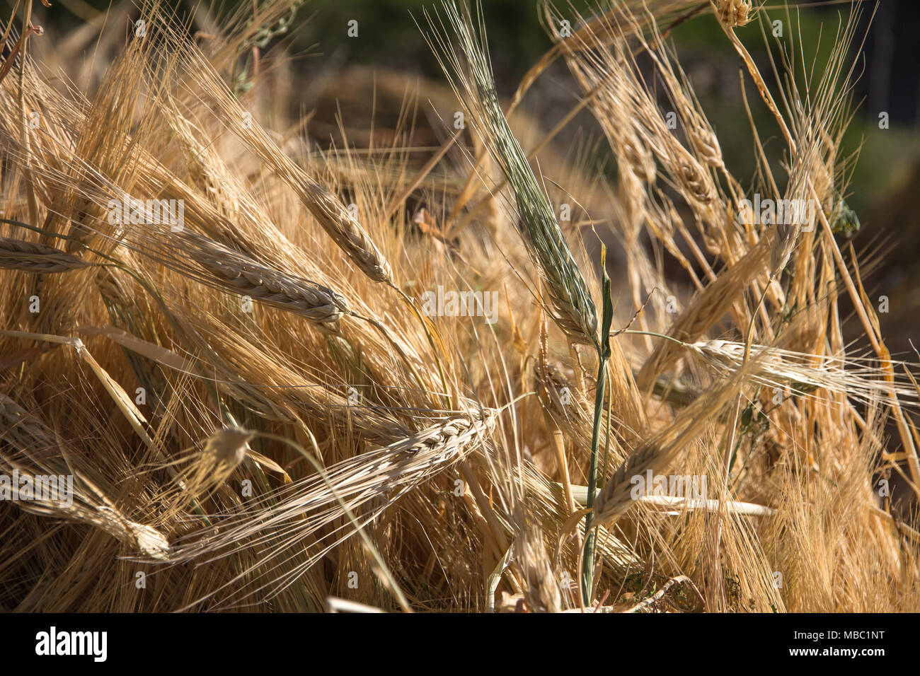 Eine grüne Gerste Ohr sticht unter den anderen in diesem Close-up von Gerste Ohren, Spikes und Blätter nach der Ernte, Trocknung in einem kegelförmigen Haufen in ländlichen Alchi Stockfoto