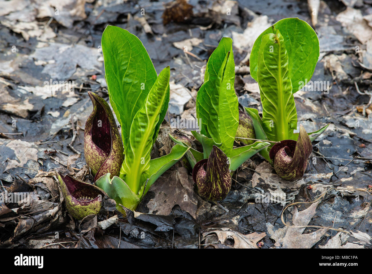 Östlichen Skunk Cabbage in Blüte (Symplocarpus Purpurascens), Michigan, USA, von Bruce Montagne/Dembinsky Foto Assoc Stockfoto