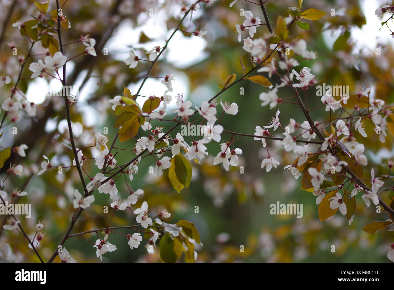 Schönen weißen und rosa Blüten Stockfoto