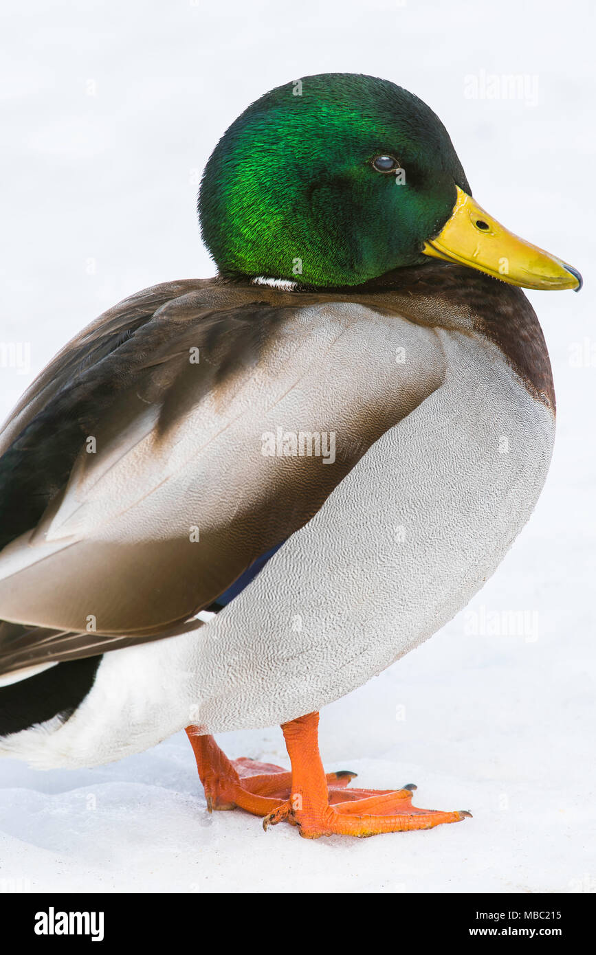 Stockente (Anas platyrhynchos), Winter, E Nordamerika, von Bruce Montagne/Dembinsky Foto Assoc Stockfoto