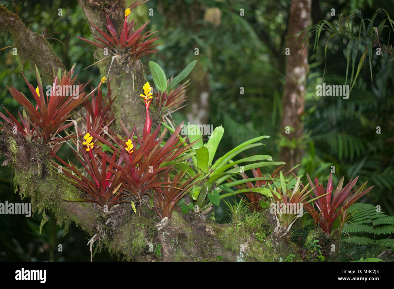 Blühende Bromelien auf einem Baumzweig, Botanischer Garten Wilson auf der Biologischen Station Las Cruces in der Provinz Puntarenas, Costa Rica Stockfoto