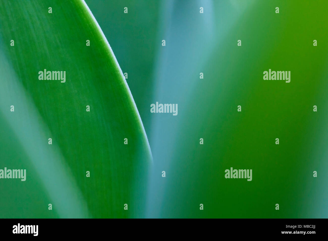 Abstrakte Details in der Natur mit grünen Blättern aus nächster Nähe, selektiver Fokus auf einem Blatt Stockfoto