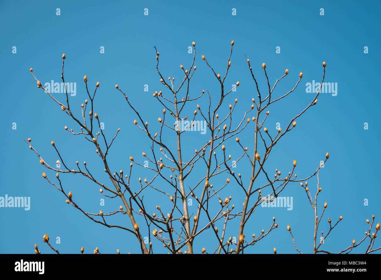 Knospen am Baum vor dem Blühen - Frühling saison Konzept - Stockfoto